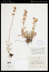 Penstemon pratensis image