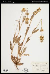 Penstemon confertus image