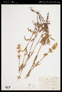 Penstemon confertus image