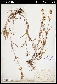 Penstemon confertus image