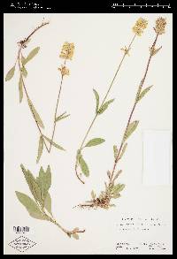 Penstemon confertus image