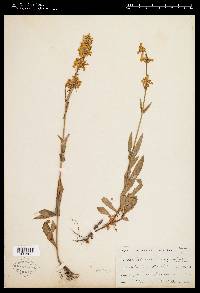 Penstemon confertus image