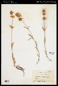 Penstemon confertus image