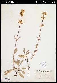 Penstemon confertus image