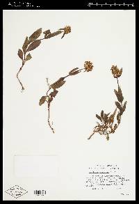 Penstemon confertus image