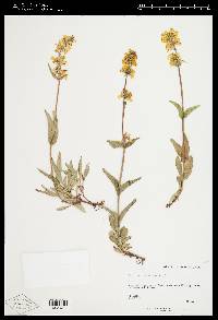 Penstemon confertus image