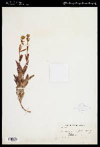 Penstemon confertus image