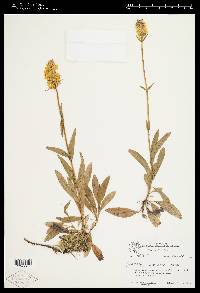 Penstemon confertus image