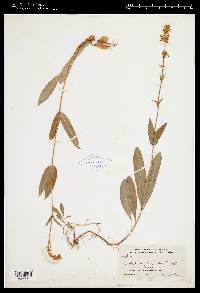 Penstemon confertus image