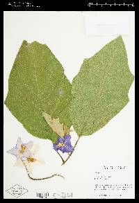 Solanum wrightii image