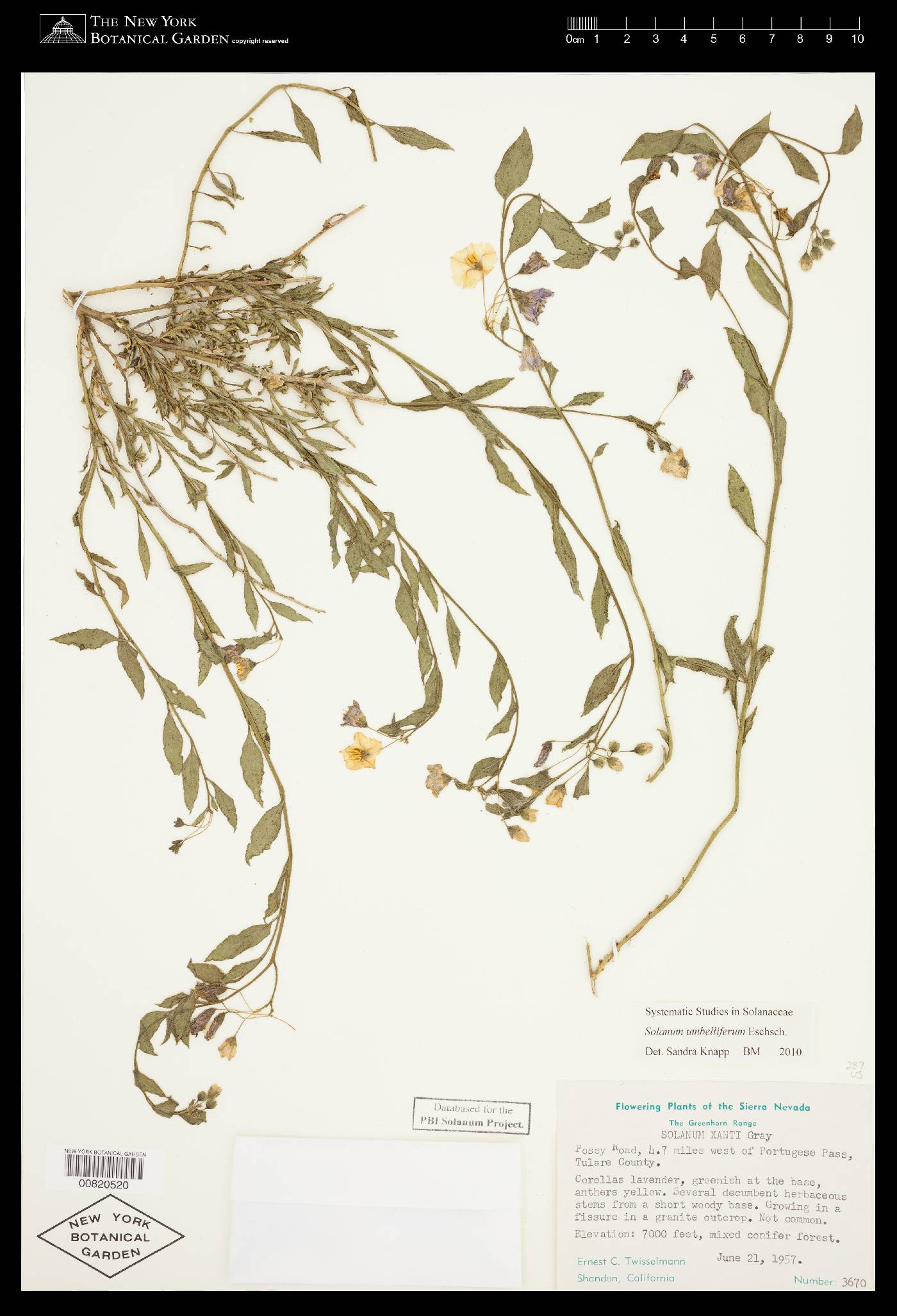 Solanum umbelliferum image