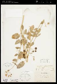 Solanum umbelliferum image