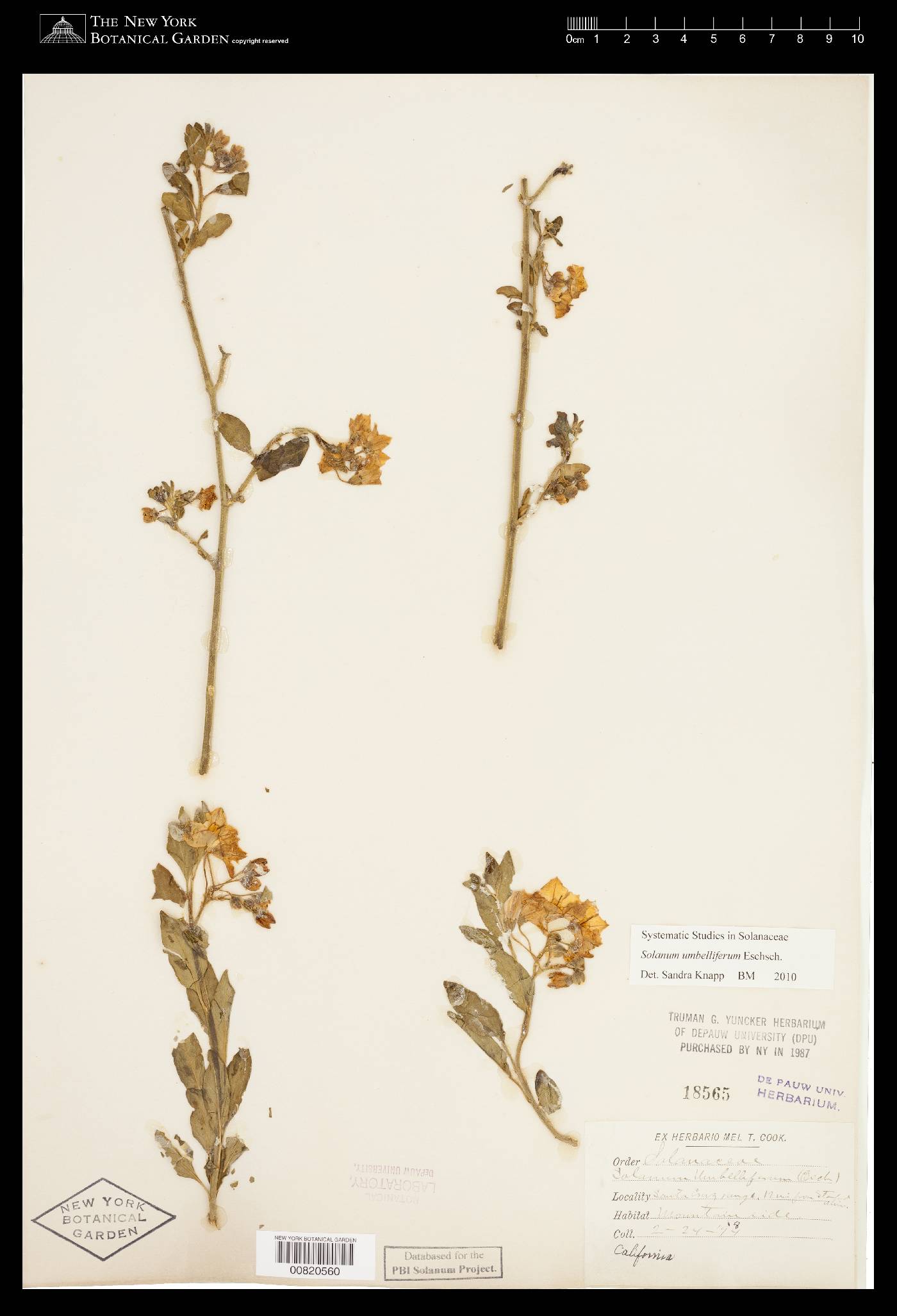 Solanum umbelliferum image