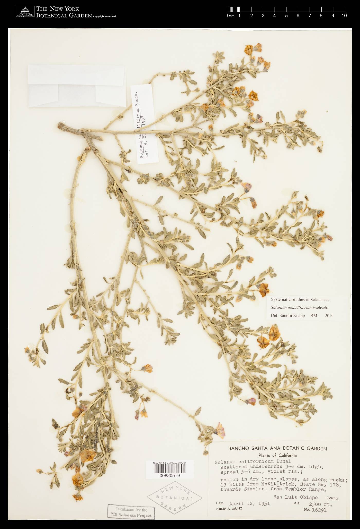 Solanum umbelliferum image