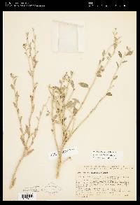 Solanum umbelliferum image