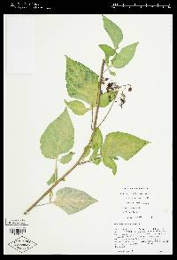 Image Associated With the Occurence