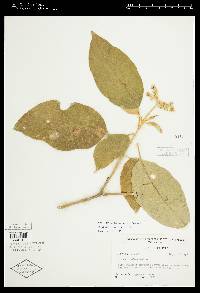 Solanum erianthum image