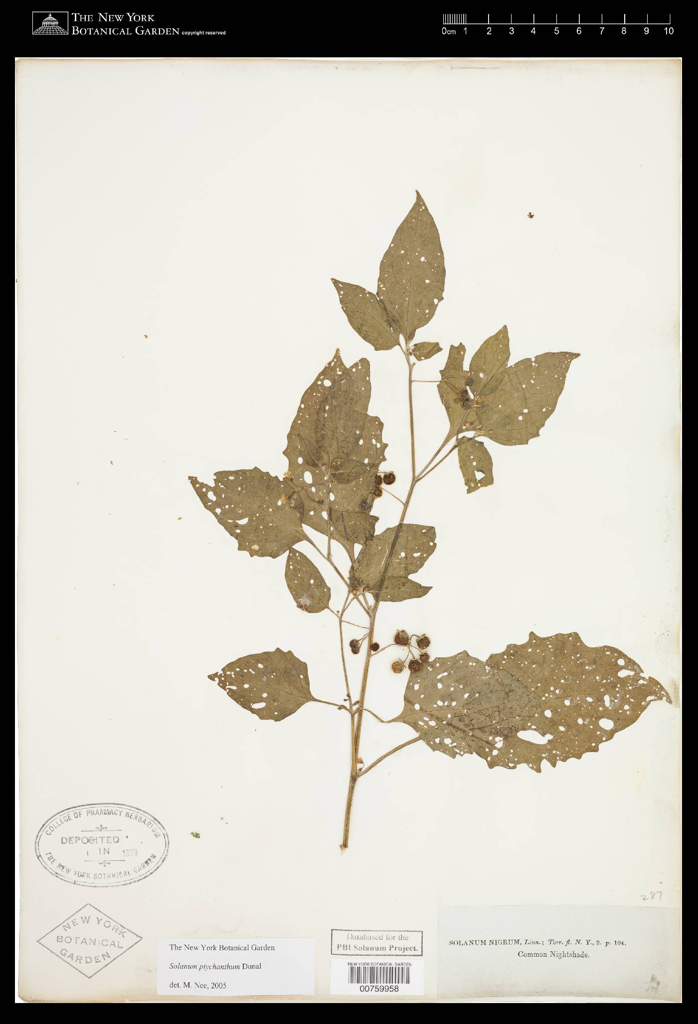 Solanum emulans image