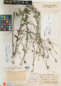 Aster continuus image