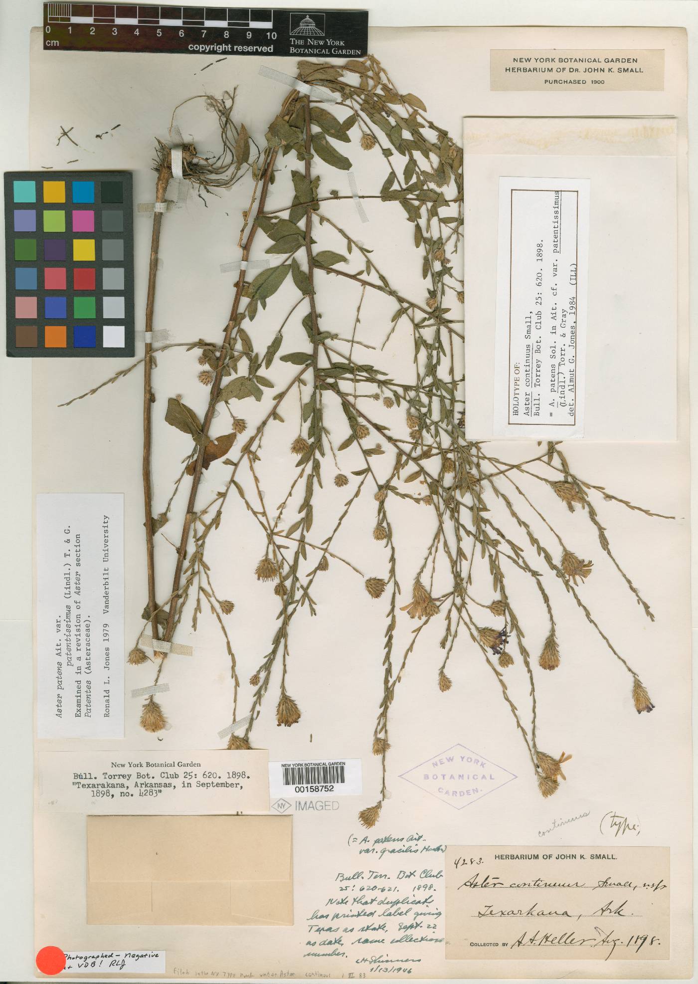 Aster continuus image