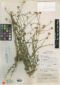 Aster continuus image