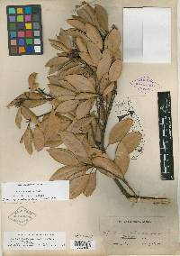 Persea littoralis image