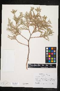 Thuja occidentalis image