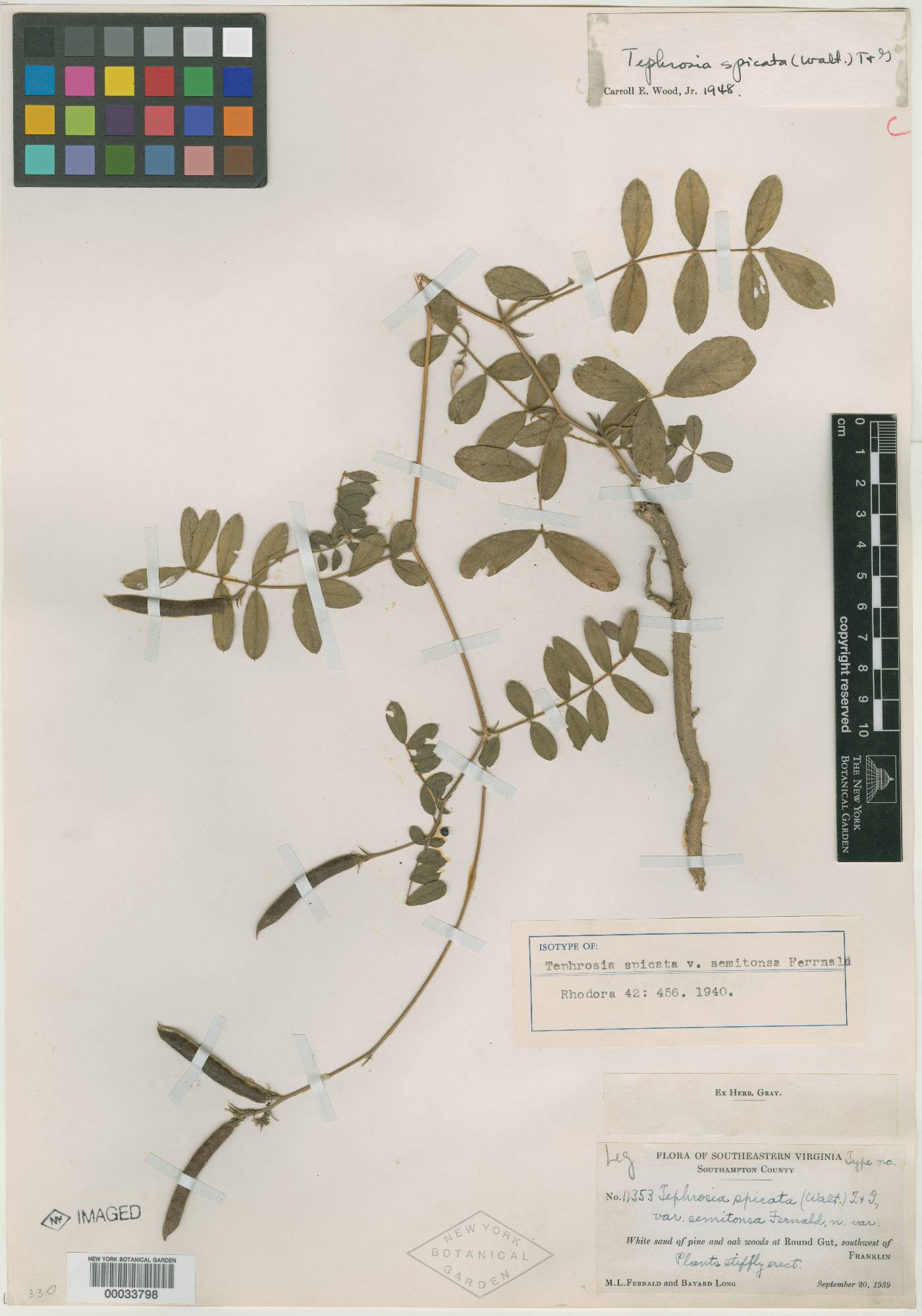 Tephrosia spicata var. semitonsa image