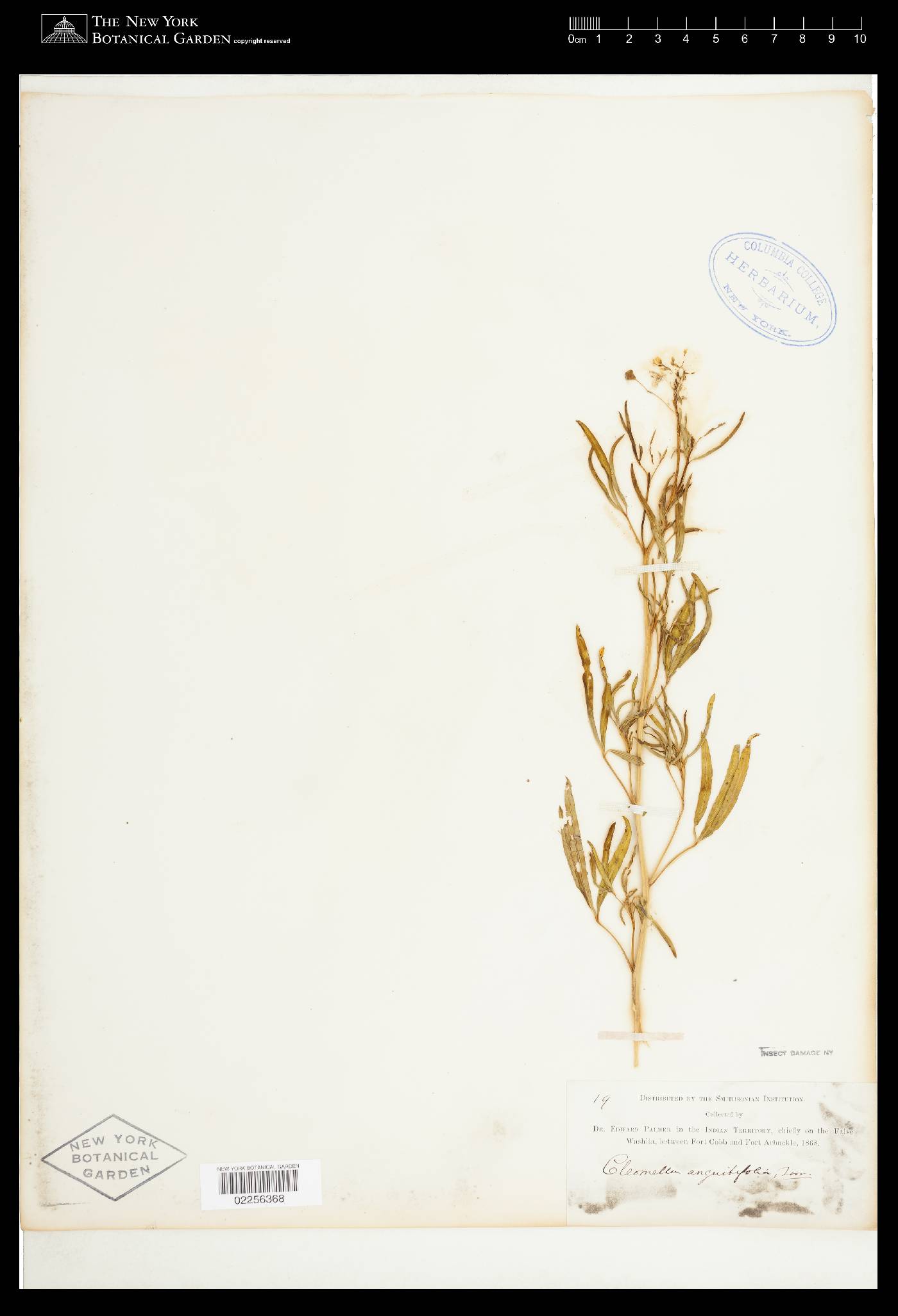 Cleomella angustifolia image