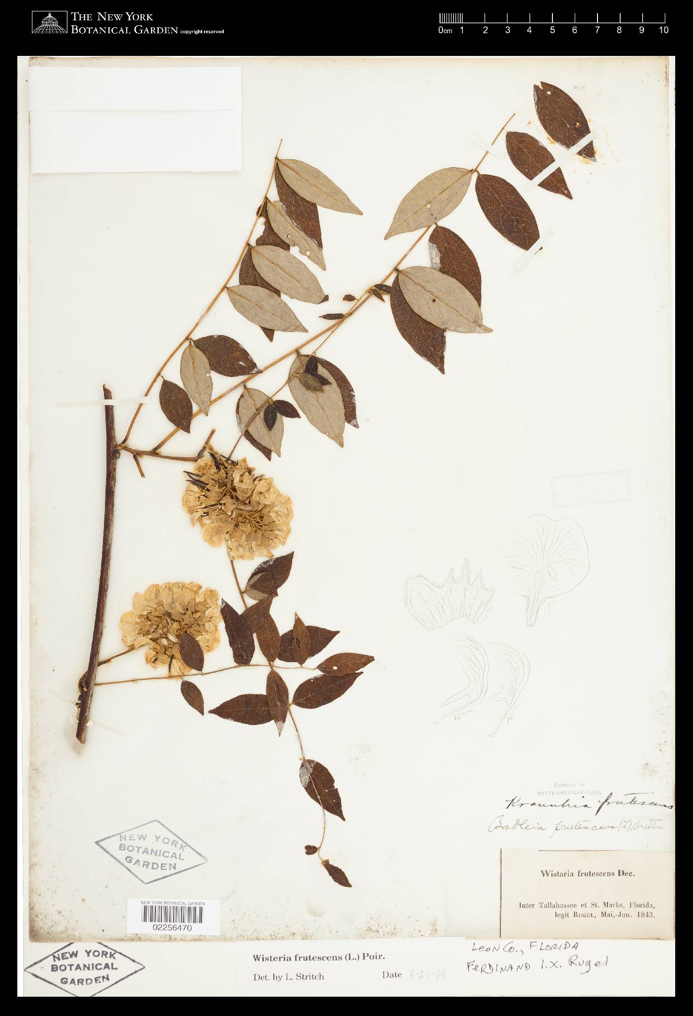 Kraunhia chinensis image