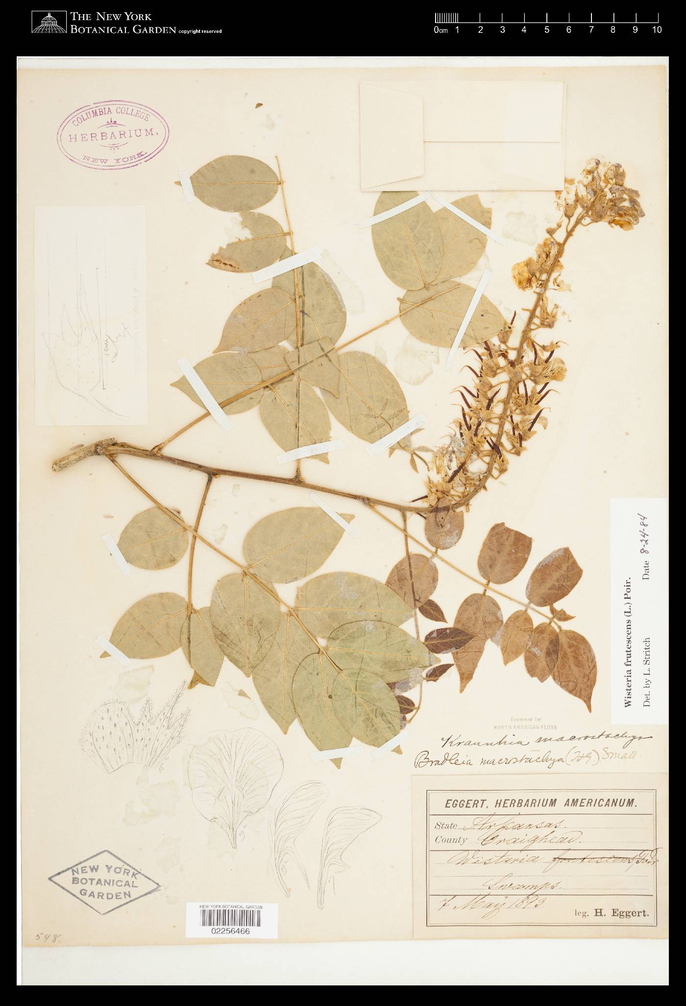 Kraunhia chinensis image