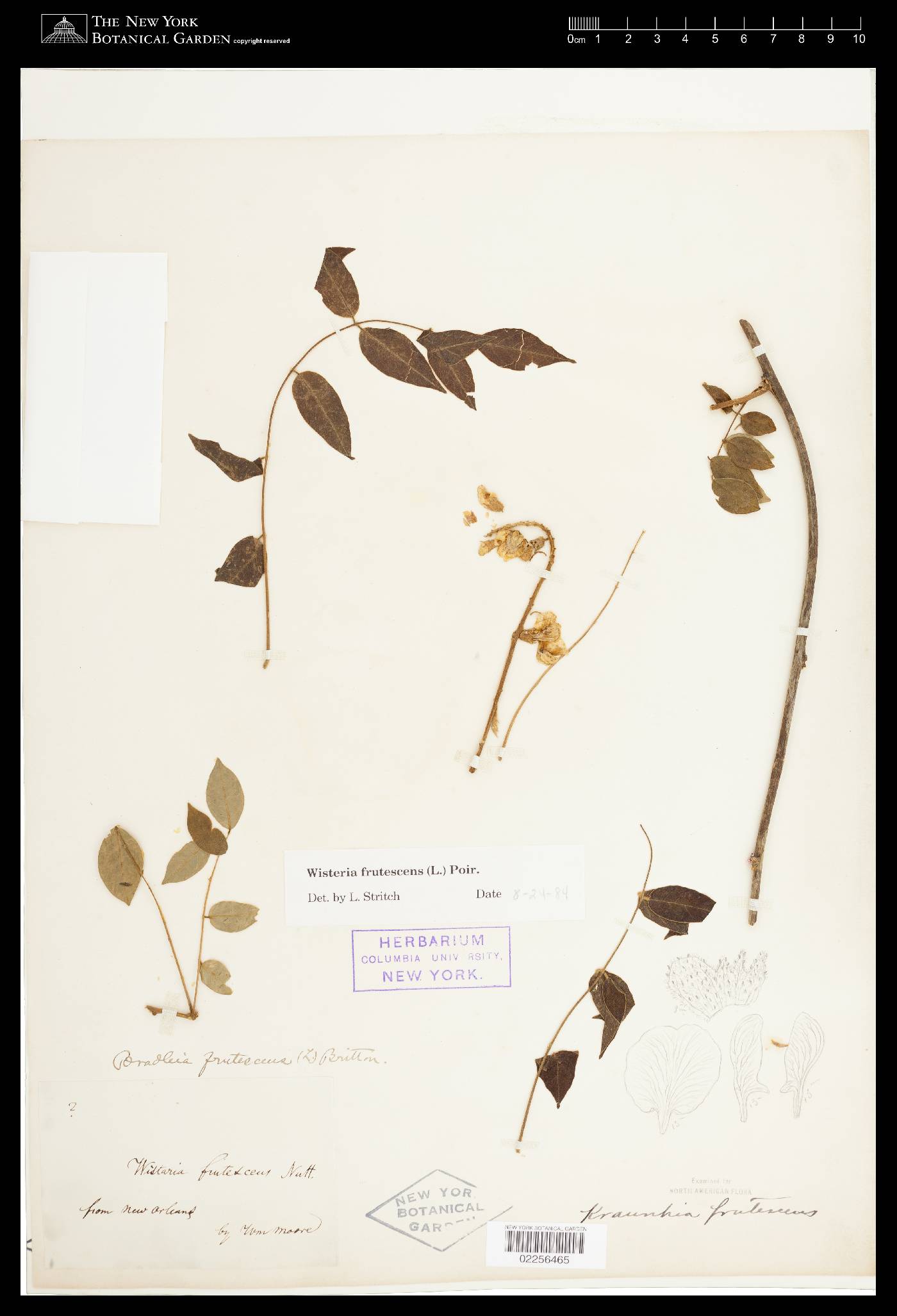 Kraunhia image
