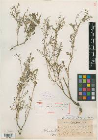 Media resource of Homalobus standleyi