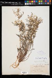 Astragalus multiflorus image