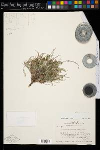 Astragalus misellus var. pauper image