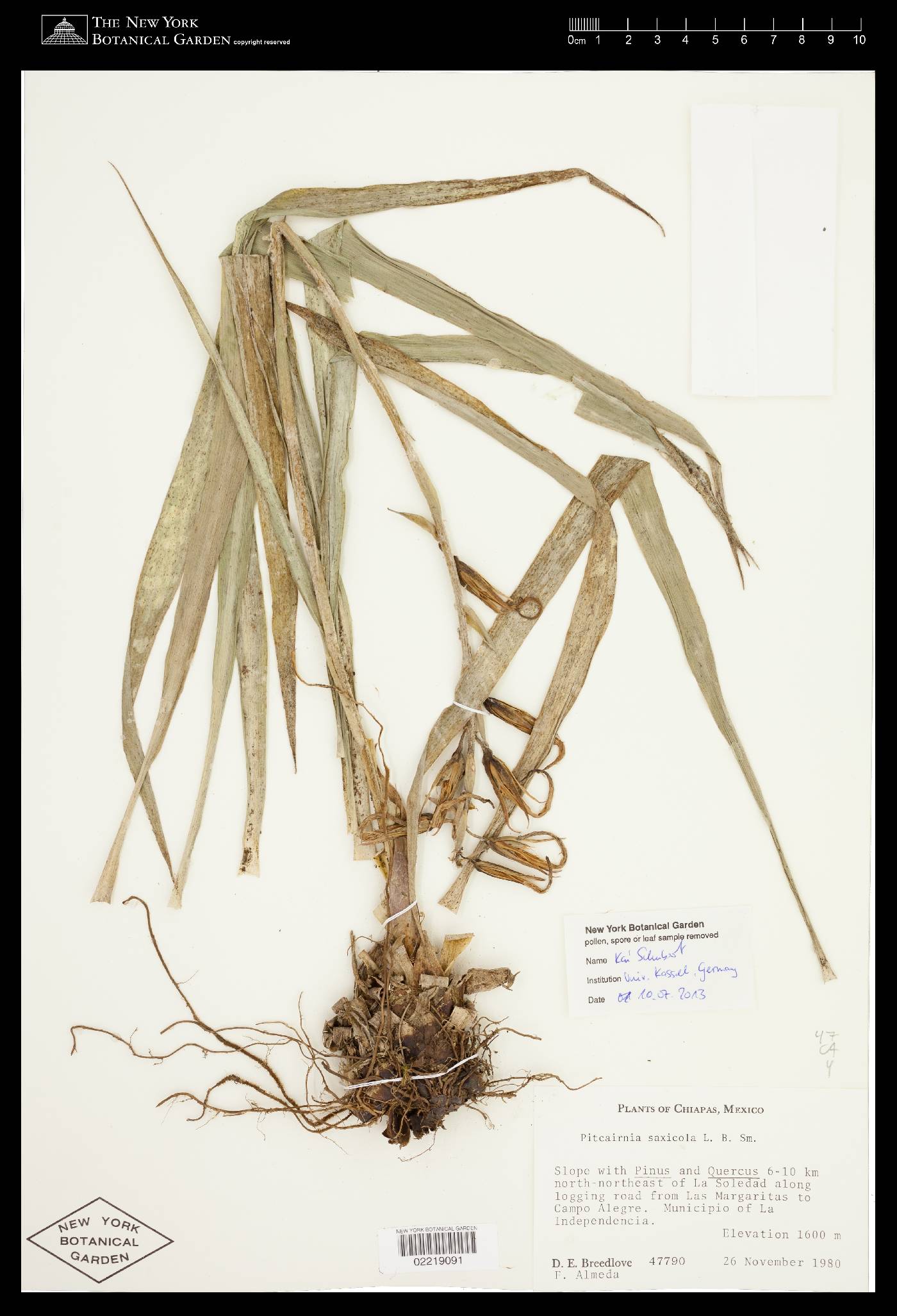 Pitcairnia saxicola image