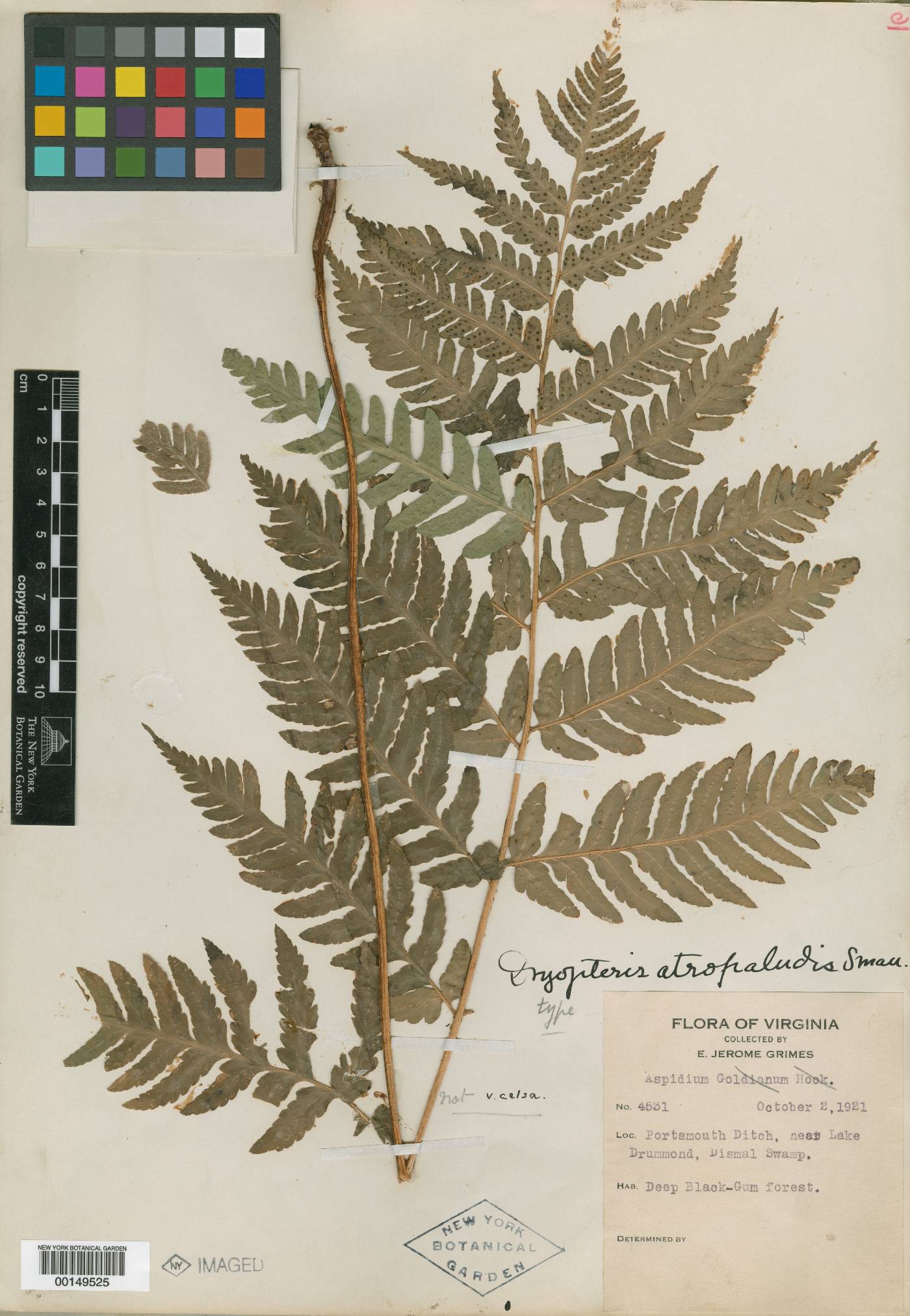 Dryopteris atropalustris image