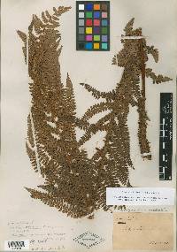 Polystichum ordinatum image