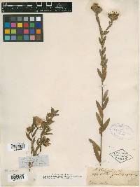 Aster phyllolepis image