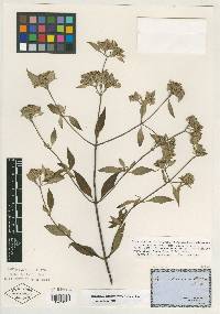 Pycnanthemum albescens image