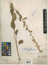 Solidago strigosa image