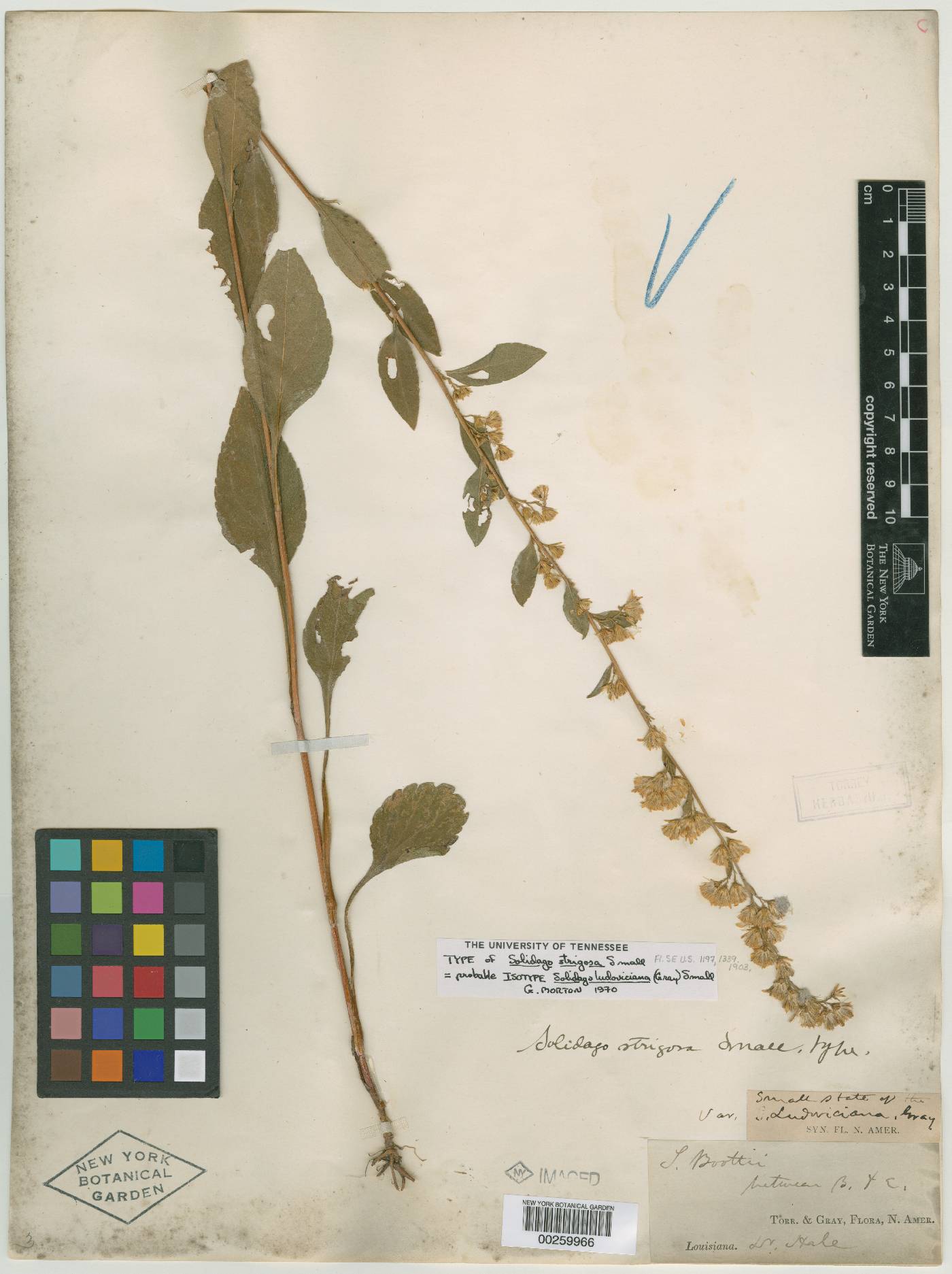 Solidago strigosa image
