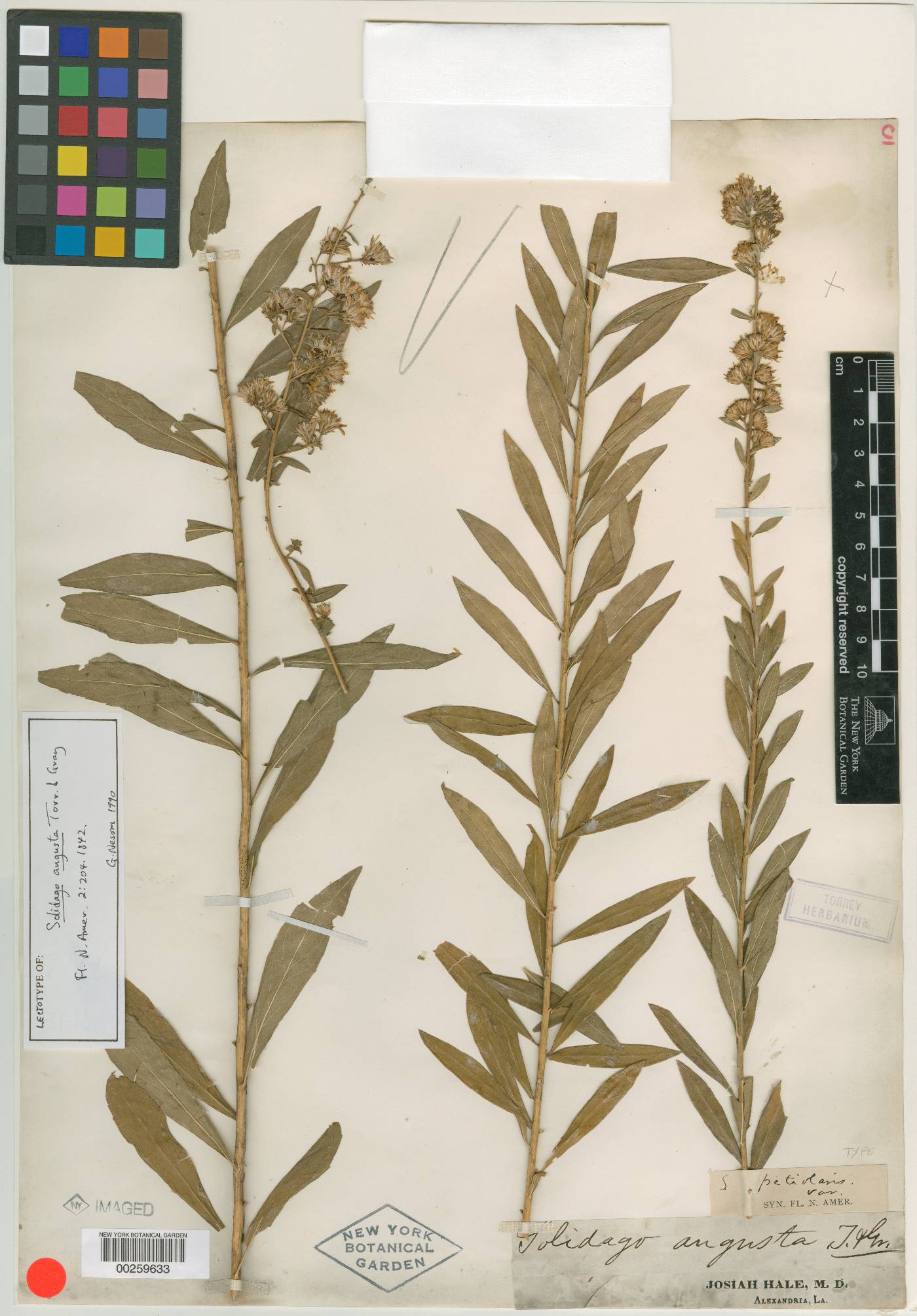 Solidago angusta image