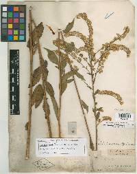 Solidago boottii image