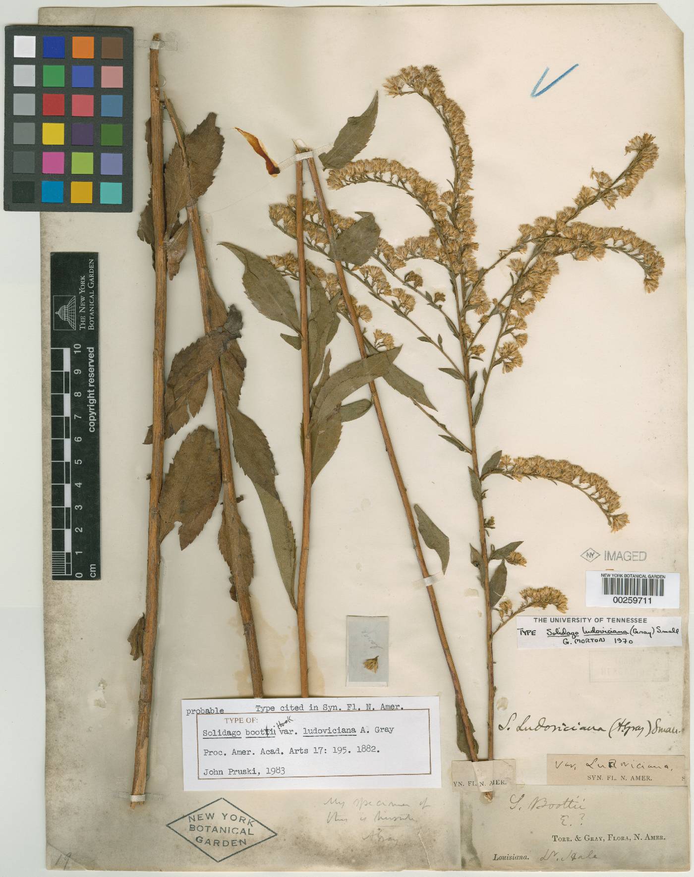 Solidago boottii var. ludoviciana image