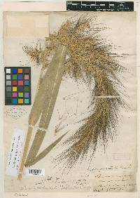 Echinochloa walteri image