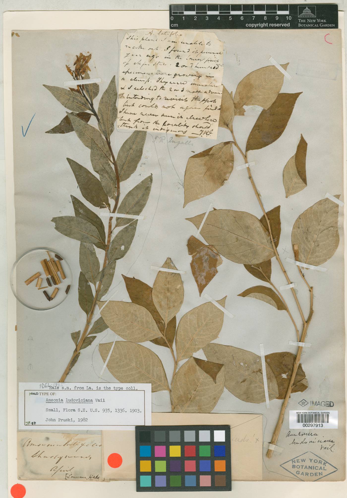 Amsonia ludoviciana image