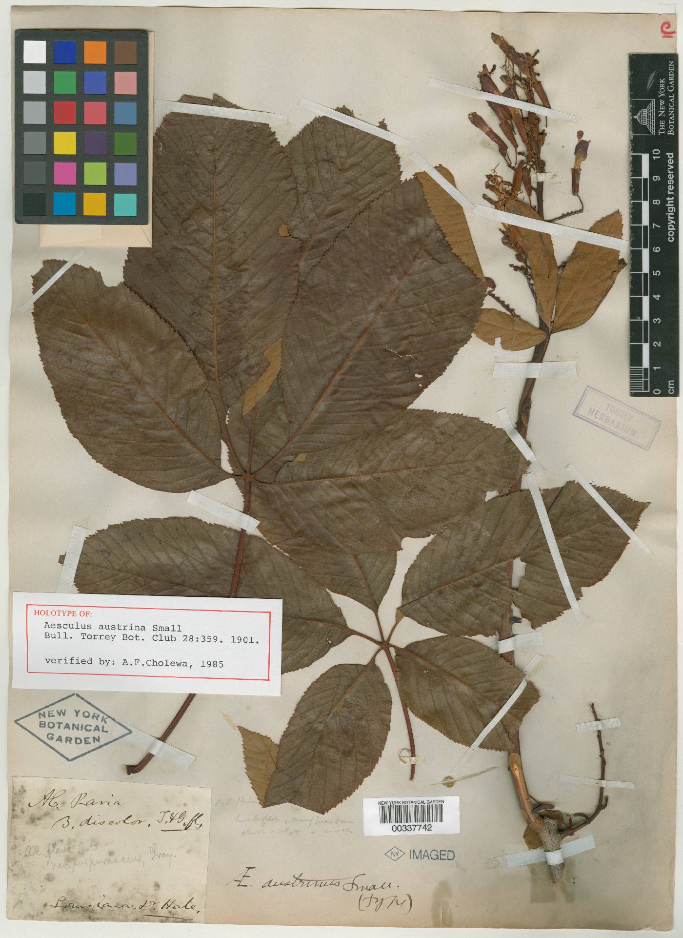 Aesculus austrina image