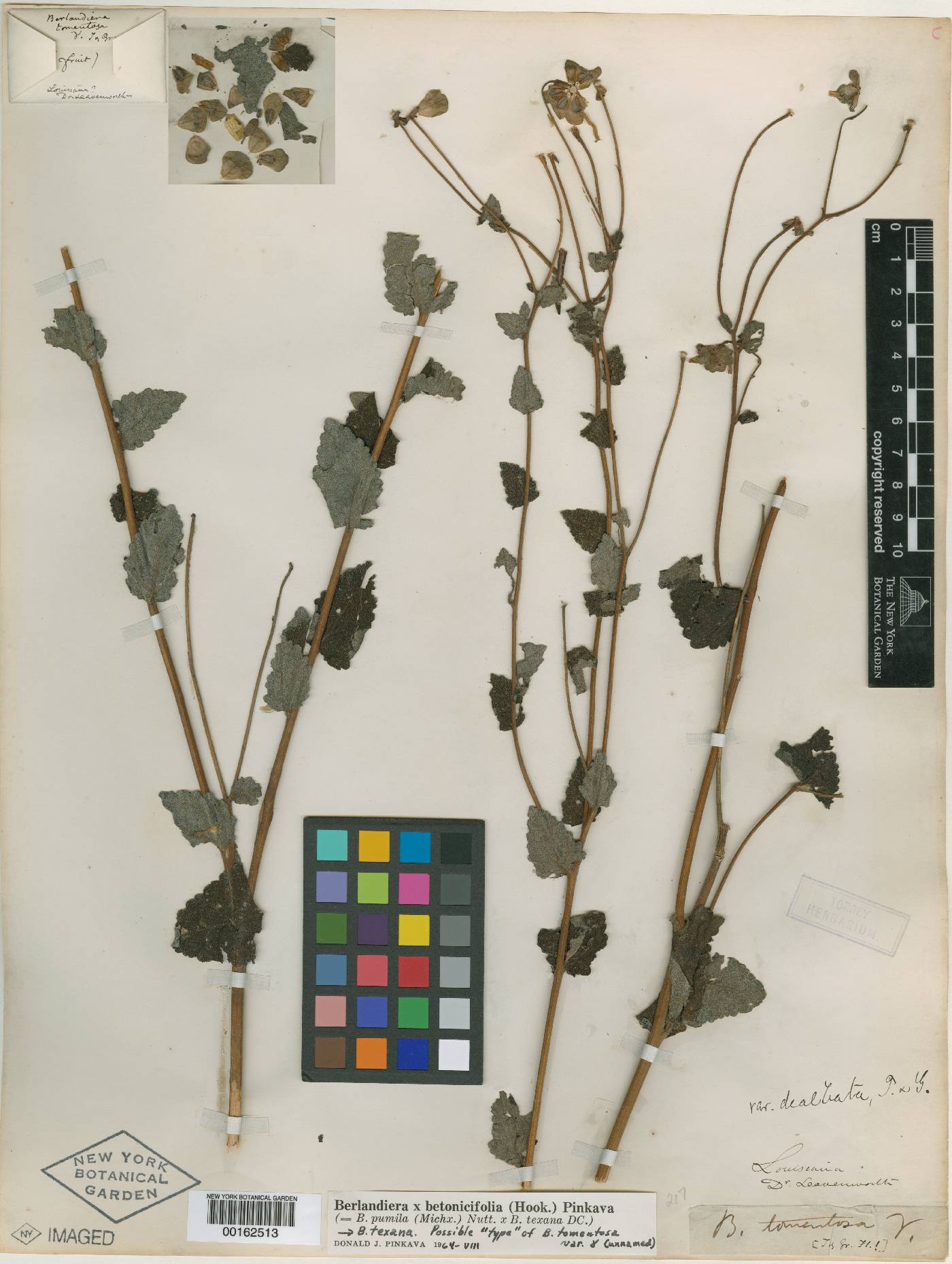 Berlandiera tomentosa image