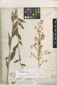 Solidago dispersa image